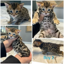 🇨🇦🇨🇦Bengal Kittens ready to go this weekend Txt or Call Us at (647)247-8422🇨🇦🇨ï Image eClassifieds4u 2