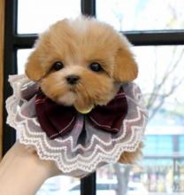 Awesome Maltipoo puppies available Image eClassifieds4u 1