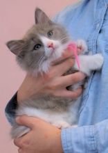 🇨🇦🇨🇦 Ragdoll Kittens for adoption Txt or Call Us at (647)247-8422🇨🇦🇨🇦 Image eClassifieds4u 1