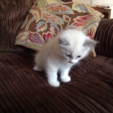 NEGOTIABLE Snow Ragdoll Kitten ❤️catalinamarisol3@gmail.com❤️(201) 742-7157 Image eClassifieds4u 1