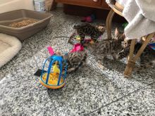 Pure bred mini Bengal kittens*catalinamarisol3@gmail.com*(201) 742-7157 Image eClassifieds4u 2