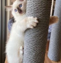 🇨🇦🇨🇦Maine Coon kittens ready to be rehomed Txt or Call Us at (647)247-8422🇨🇦🇨� Image eClassifieds4u 2