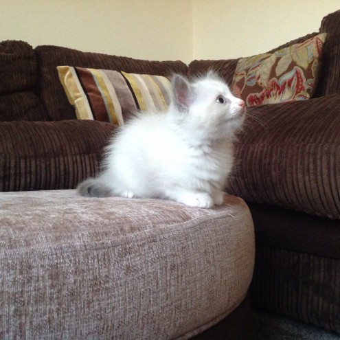 NEGOTIABLE Snow Ragdoll Kitten ❤️catalinamarisol3@gmail.com❤️(201) 742-7157 Image eClassifieds4u