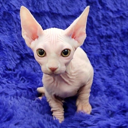 NEGOTIABLE Snow Ragdoll Kitten ❤️catalinamarisol3@gmail.com❤️(201) 742-7157 Image eClassifieds4u