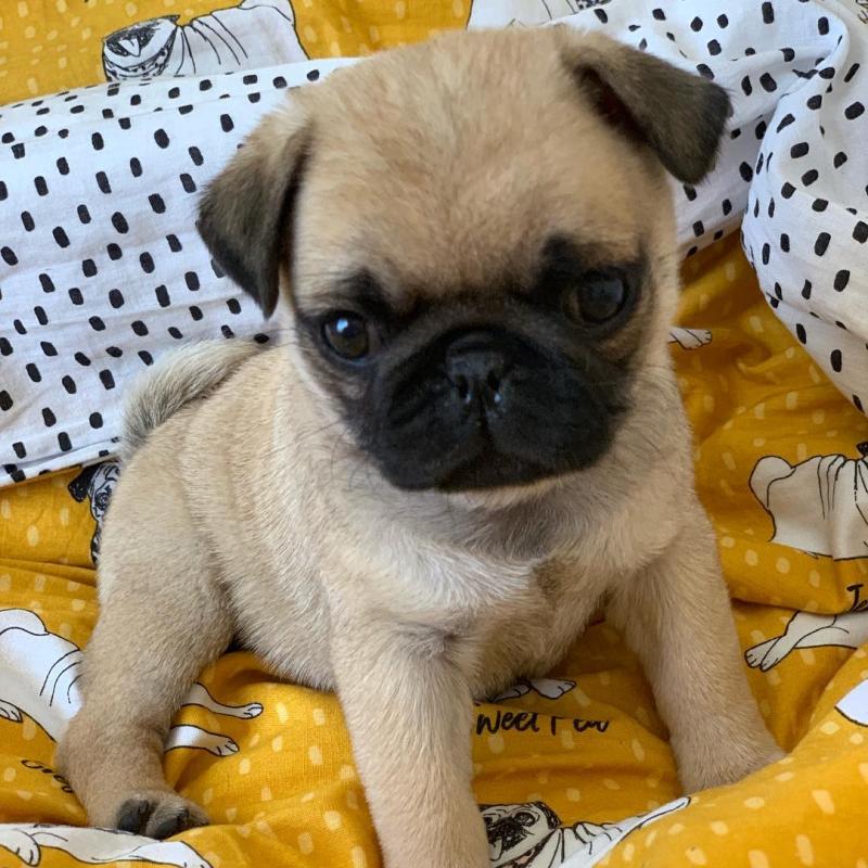 Pug Puppies For Free Adoption Image eClassifieds4u