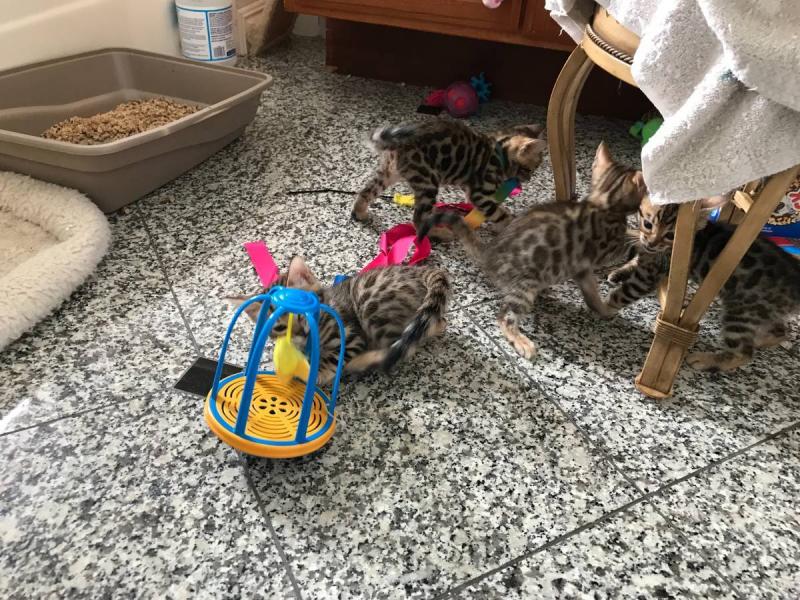 Pure bred mini Bengal kittens*catalinamarisol3@gmail.com*(201) 742-7157 Image eClassifieds4u