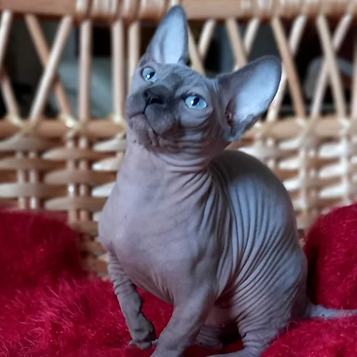 Small family owned cattery, selling Kittens❤️catalinamarisol3@gmail.com❤️(201) 742-7157 Image eClassifieds4u
