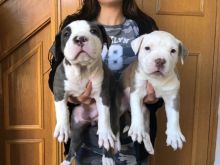 American Pitbull Puppies for adoption!!Email (petsgroomer3@gmail.com) or text (831)-512-9409