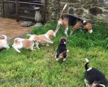 Excellent Beagle Puppies ready for new home!Email (petsgroomer3@gmail.com) or text (831)-512-9409