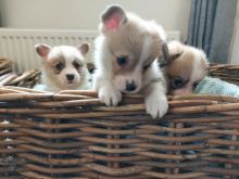 Welsh Corgi Pembroke puppies for sale!!Email petsfarm21@gmail.com or text (831)-512-9409