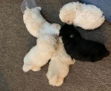 Maltipoo ready for new homes only.Email petsfarm21@gmail.com or text (831)-512-9409 Image eClassifieds4U