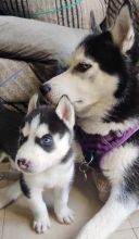 Adorable Siberian Husky for sale now!!Email petsfarm21@gmail.com