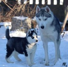 Adorable Siberian Husky for sale now!!Email petsfarm21@gmail.com