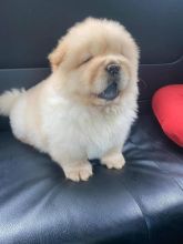 Chow Chow puppies for adoption(ceva41016@gmail.com)