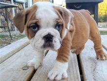 English bulldog Puppies ready for new home!Email (petsgroomer3@gmail.com) or text (831)-512-9409