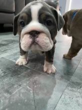 English bulldog Puppies ready for new home!Email (petsgroomer3@gmail.com) or text (831)-512-9409