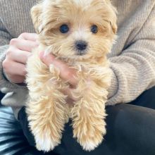 Maltipoo puppies for Adoption(suzanmoore73@gmail.com)