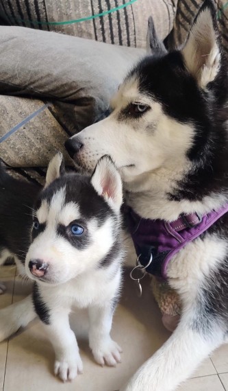 Adorable Siberian Husky for sale now!!Email petsfarm21@gmail.com Image eClassifieds4u