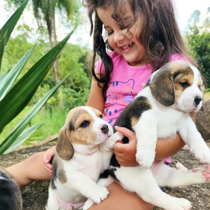 Beagle puppies for adoption(stancyvalma@gmail.com) Image eClassifieds4u