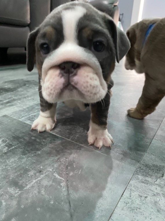 English bulldog Puppies ready for new home!Email petsfarm21@gmail.com or text (831)-512-9409 Image eClassifieds4u