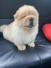 Chow Chow puppies for adoption(ceva41016@gmail.com) Image eClassifieds4U