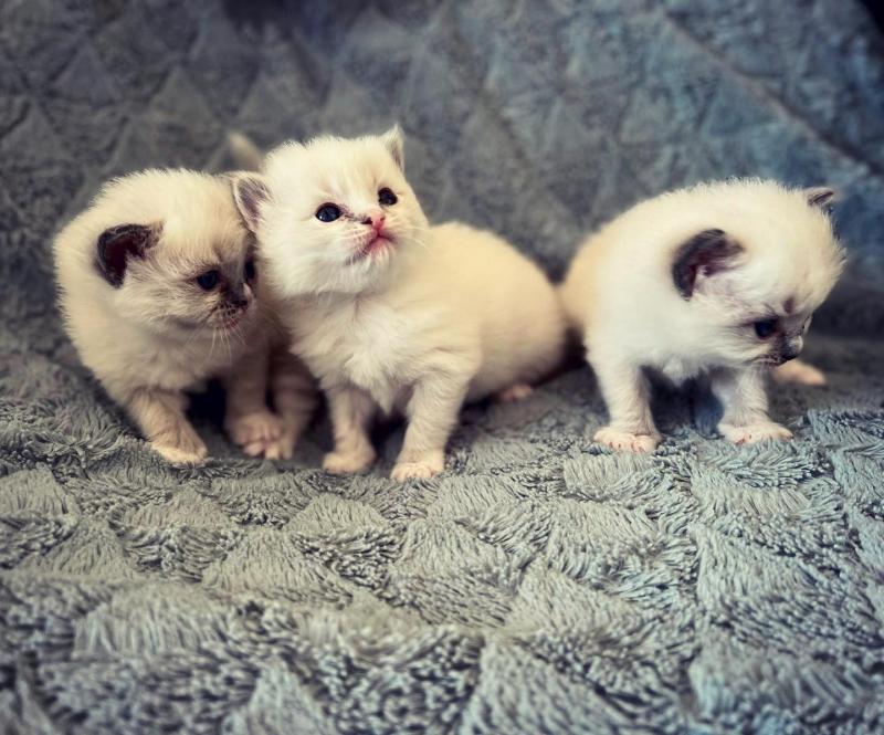 Sweet and Lovely Ragdoll Kittens Image eClassifieds4u