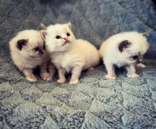 Male and female Ragdoll Kittens