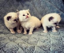 Adorable Male and Female Ragdoll Kittens