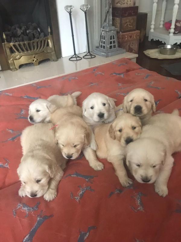 Golden Retriever puppies for sale. Email frederickpenny09@gmail.com Image eClassifieds4u