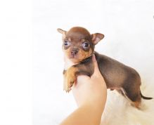 Chihuahua Puppies ready for new families.Email petsfarm21@gmail.com or text (831)-512-9409 Image eClassifieds4u 1