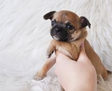 Chihuahua Puppies ready for new families.Email petsfarm21@gmail.com Image eClassifieds4u 2