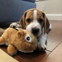 Beautiful Beagle Puppies Now Ready For Good Homes