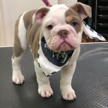 Cute Lovely English Bulldog Puppies male and female for adoption