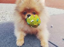 Cute Lovely pomeranian Puppies male and female for adoption