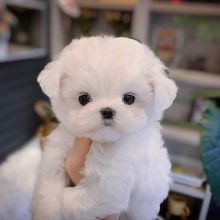 Cute Maltese puppies.(wills123m@gmail.com)