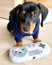 Dachshund puppies available in good health condition for new homes