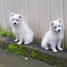 Magnificent Samoyed puppies(melenkaromy@gmail.com)