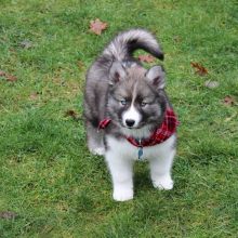 Siberian husky puppies, male and female for adoption