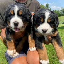 Sweet Bernese mountain Puppies For Adoption(elodiepeters106@gmail.com)