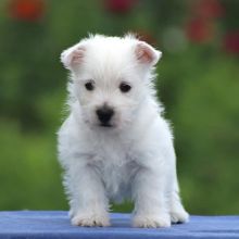 Well Trained westie Puppies Ready For Good Homes(karrylasotazsj92@gmail.com)