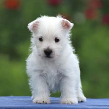 Well Trained westie Puppies Ready For Good Homes(karrylasotazsj92@gmail.com)