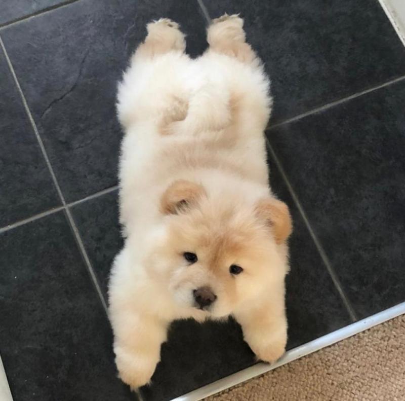 Cute Lovely chow chow Puppies male and female for adoption Image eClassifieds4u