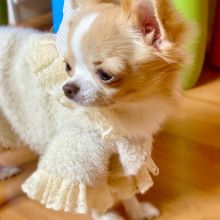 Cute Lovely chihuahua Puppies male and female for adoption Image eClassifieds4U