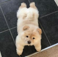 Cute Lovely chow chow Puppies male and female for adoption Image eClassifieds4U