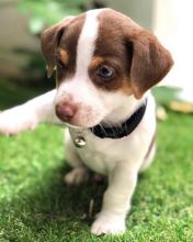Jack Russell Puppies for Adoption(rosailefelicia0@gmail.com) Image eClassifieds4u 2