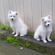 Magnificent Samoyed puppies(melenkaromy@gmail.com) Image eClassifieds4U