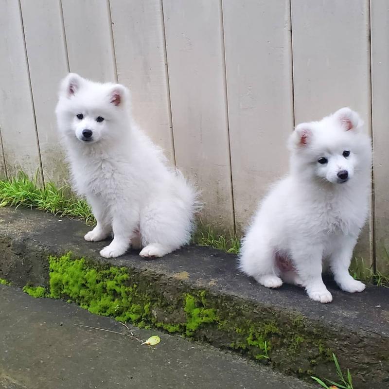 Magnificent Samoyed puppies(melenkaromy@gmail.com) Image eClassifieds4u