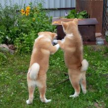 Cute Akita Inu Puppies for adoption(chloedoleza@gmail.com)