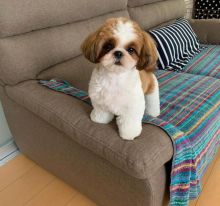 Cute Lovely shih tzu Puppies male and female for adoption