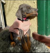 Doberman Pinscher Puppies Available For Good Homes